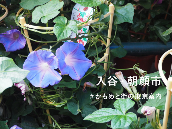 入谷で朝顔を 朝顔市で団十郎という名前のお花に出会いました かもめと街