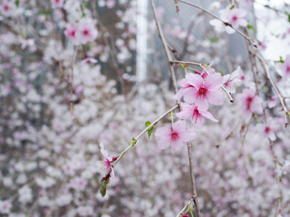 桜　銀座ソニーパーク