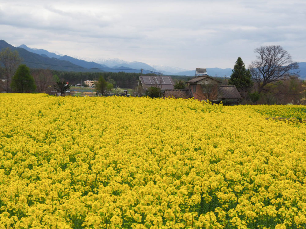 安曇野　観光　おすすめ