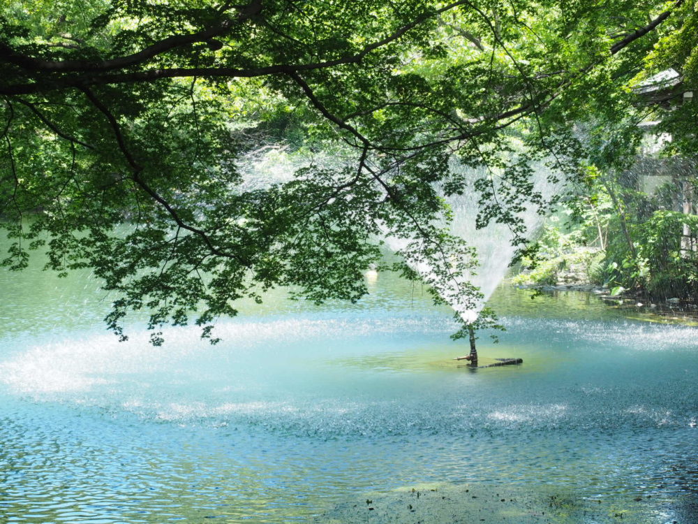 吉祥寺　モネ　池