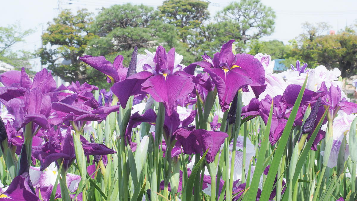 堀切菖蒲園　広重　花しょうぶ　浮世絵　葛飾区　観光　京成線