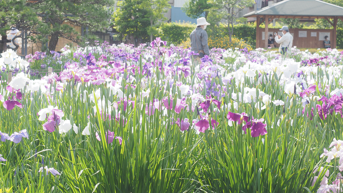 堀切菖蒲園　広重　花しょうぶ　浮世絵　葛飾区　観光　京成線