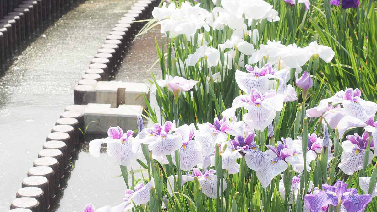 堀切菖蒲園　広重　花しょうぶ　浮世絵　葛飾区　観光　京成線