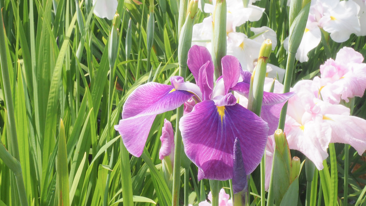 堀切菖蒲園　広重　花しょうぶ　浮世絵　葛飾区　観光　京成線