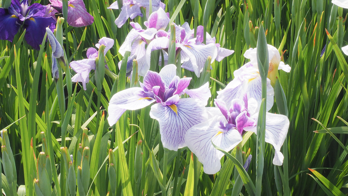 堀切菖蒲園　広重　花しょうぶ　浮世絵　葛飾区　観光　京成線