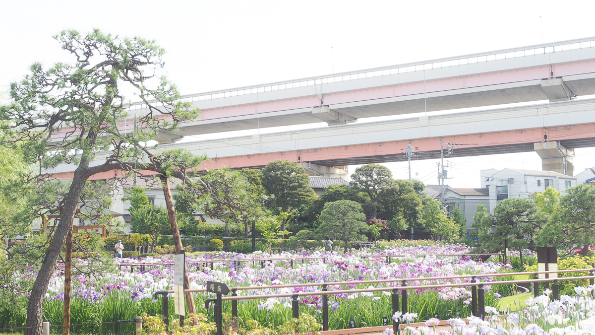 堀切菖蒲園　広重　花しょうぶ　浮世絵　葛飾区　観光　京成線