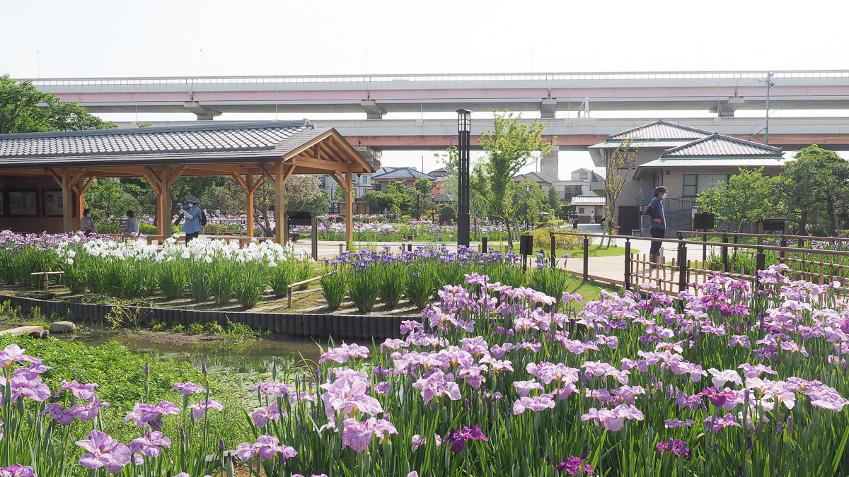 堀切菖蒲園　広重　花しょうぶ　浮世絵　葛飾区　観光　京成線