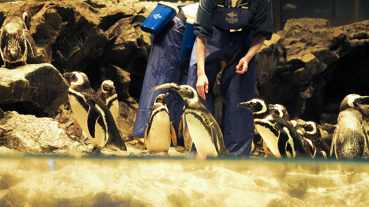すみだ水族館　ミズクラゲ　リニューアルオープン　アクアベース　ペンギン　下町散歩　東京観光　スカイツリー　ソラマチ