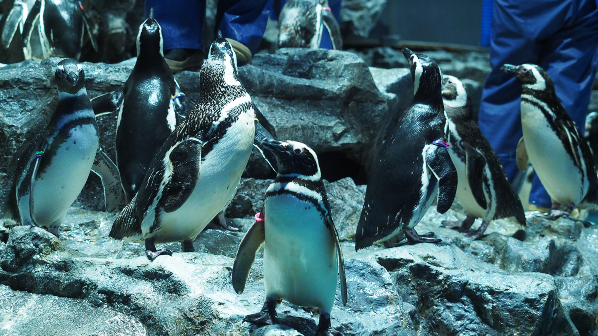 すみだ水族館　ミズクラゲ　リニューアルオープン　アクアベース　ペンギン　下町散歩　東京観光　スカイツリー　ソラマチ