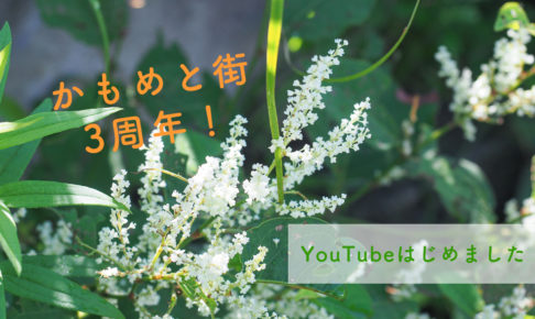 かもめと街