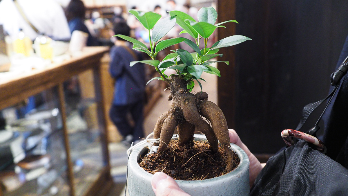 新木場 casica カシカ　shinkiba かしか 雑貨　カフェ　リノベーション　ニュー縁日　園藝と再生 植物　古道具 うつわ　作家　民芸　インテリア　クラフト