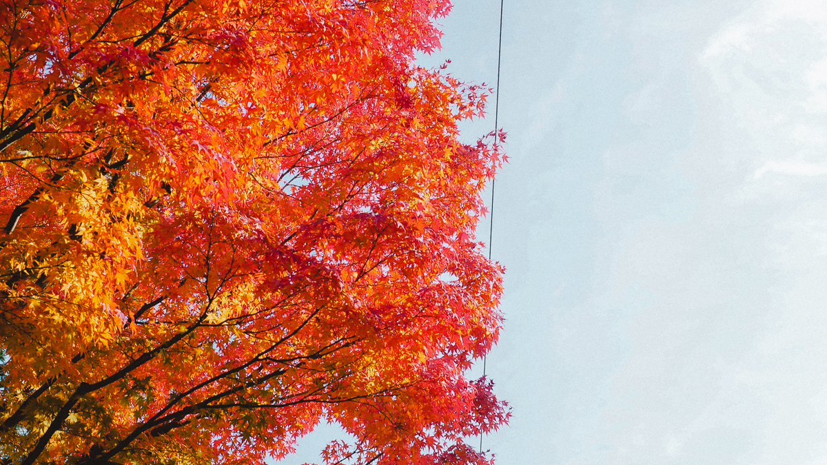 京都 南禅寺 天授庵 紅葉 時期 秋　もみじ　紅葉狩り 観光　kyoto 日本庭園　庭園　