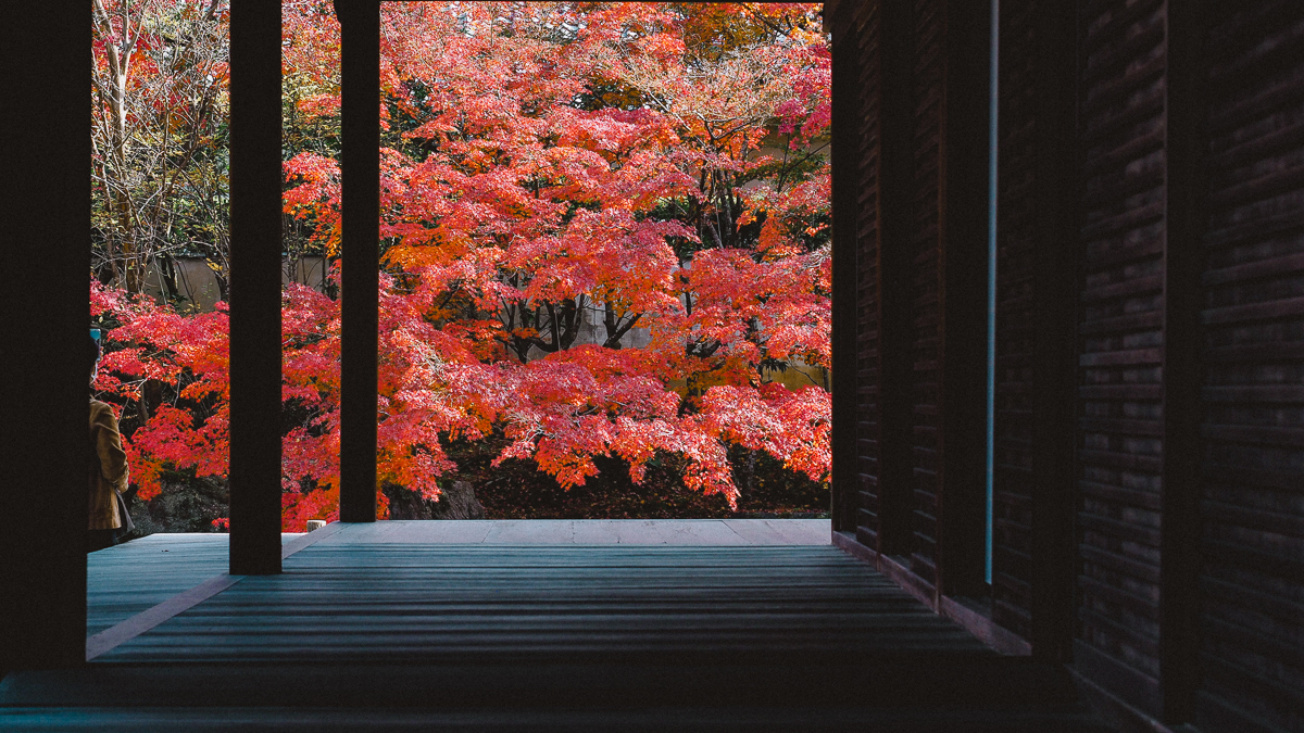 京都 南禅寺 天授庵 紅葉 時期 秋　もみじ　紅葉狩り 観光　kyoto 日本庭園　庭園　