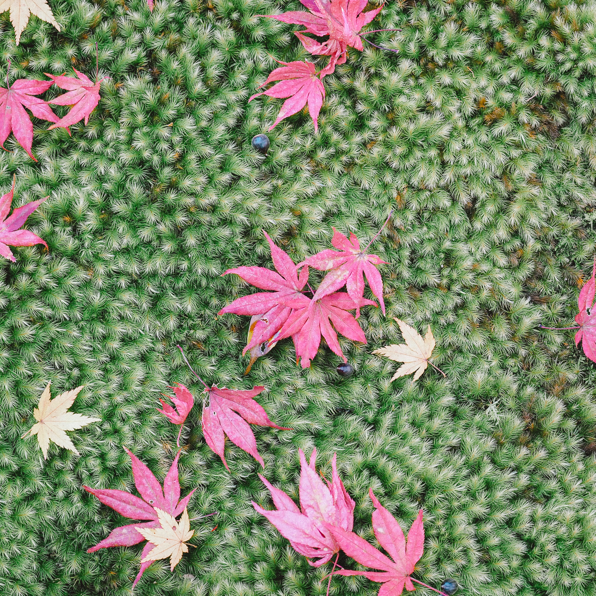 京都 南禅寺 天授庵 紅葉 時期 秋　もみじ　紅葉狩り 観光　kyoto 日本庭園　庭園　