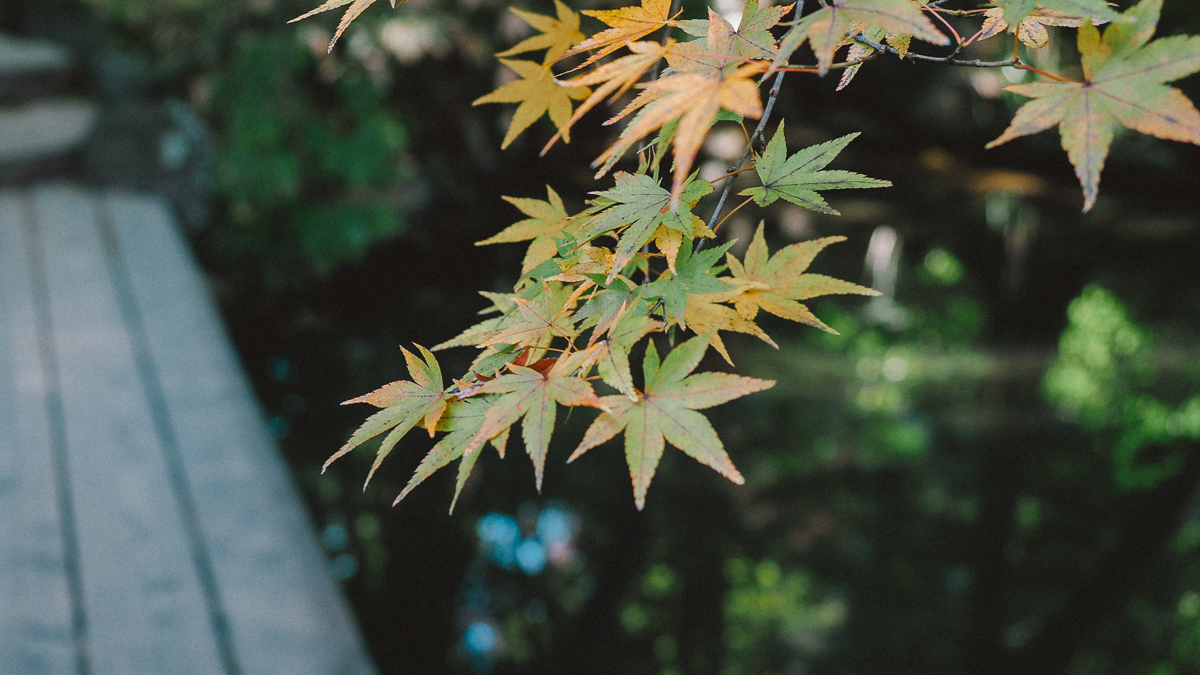 京都 南禅寺 天授庵 紅葉 時期 秋　もみじ　紅葉狩り 観光　kyoto 日本庭園　庭園　