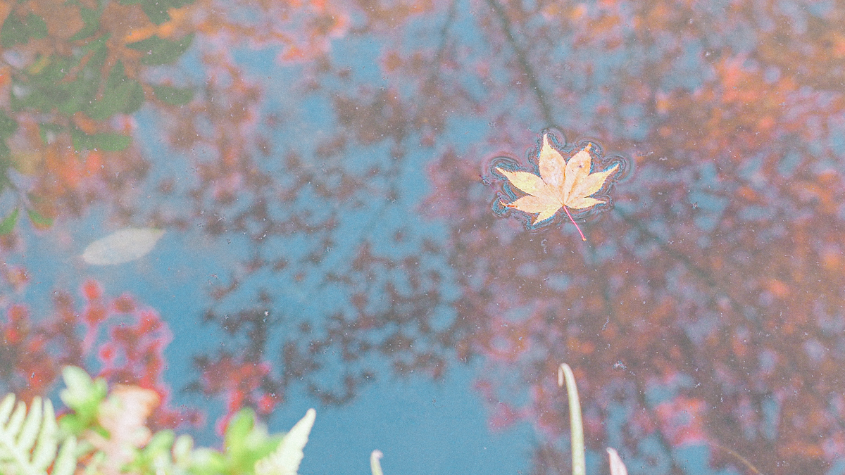 京都 南禅寺 天授庵 紅葉 時期 秋　もみじ　紅葉狩り 観光　kyoto 日本庭園　庭園　