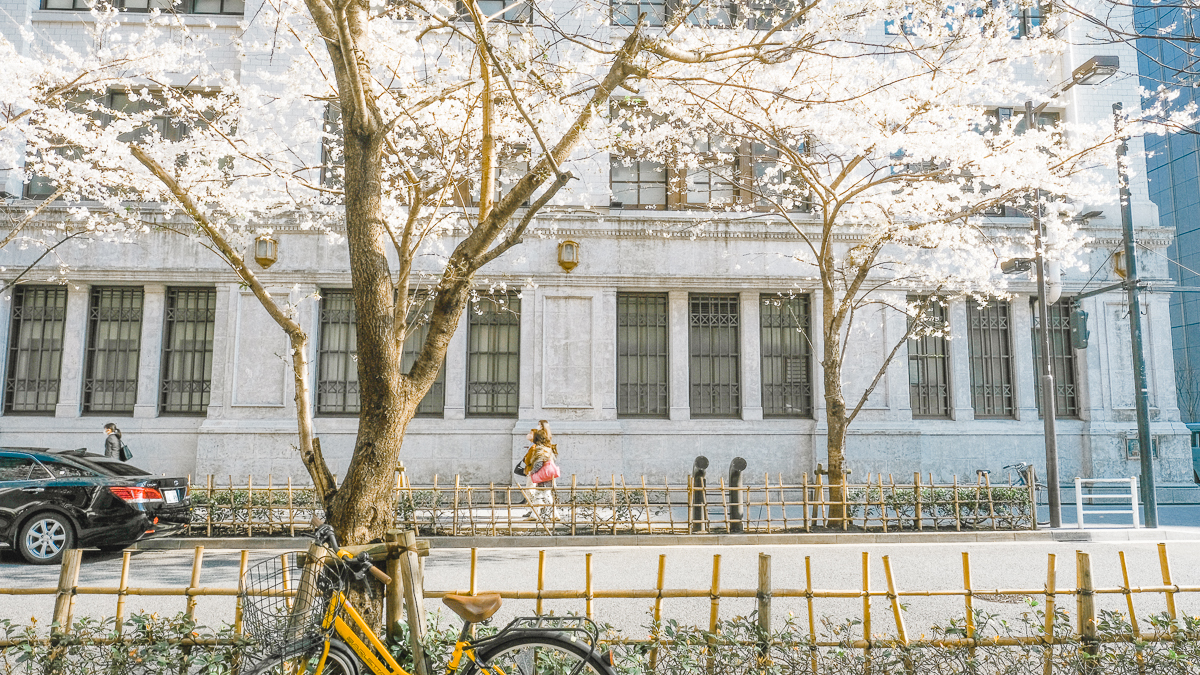 東京　桜　名所　隅田川　下町　散歩　隅田公園　すみだこうえん　押上　すみだリバーウォーク　東京ミズマチ　公園　スポット　花見　日比谷公園　日本橋　日本銀行　日比谷図書館　早稲田　竹橋　大手町　江戸桜通り　清澄白河　浅草寺