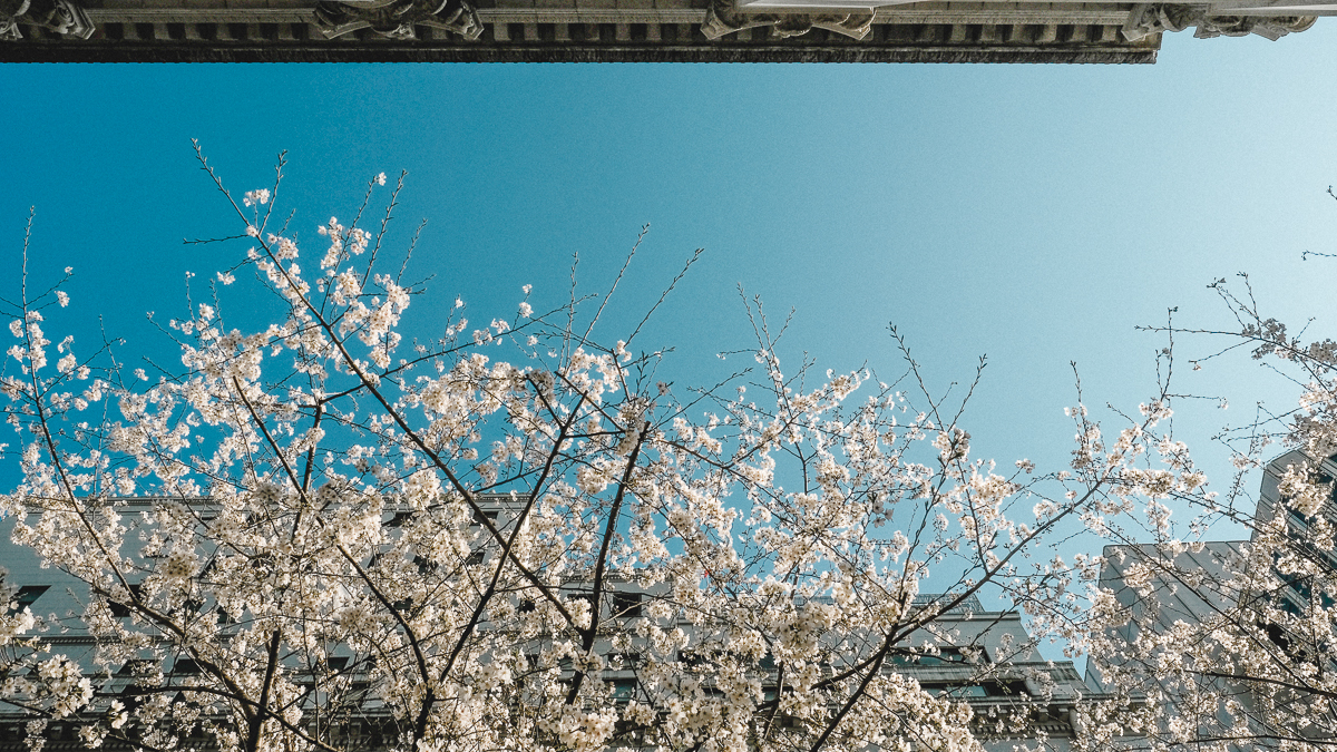 東京　桜　名所　隅田川　下町　散歩　隅田公園　すみだこうえん　押上　すみだリバーウォーク　東京ミズマチ　公園　スポット　花見　日比谷公園　日本橋　日本銀行　日比谷図書館　早稲田　竹橋　大手町　江戸桜通り　清澄白河　浅草寺