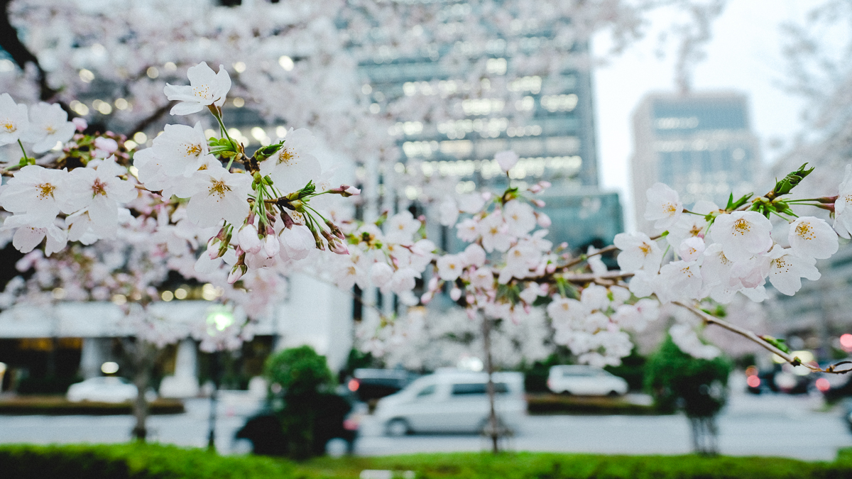 東京　桜　名所　隅田川　下町　散歩　隅田公園　すみだこうえん　押上　すみだリバーウォーク　東京ミズマチ　公園　スポット　花見　日比谷公園　日本橋　日本銀行　日比谷図書館　早稲田　竹橋　大手町　江戸桜通り　清澄白河　浅草寺