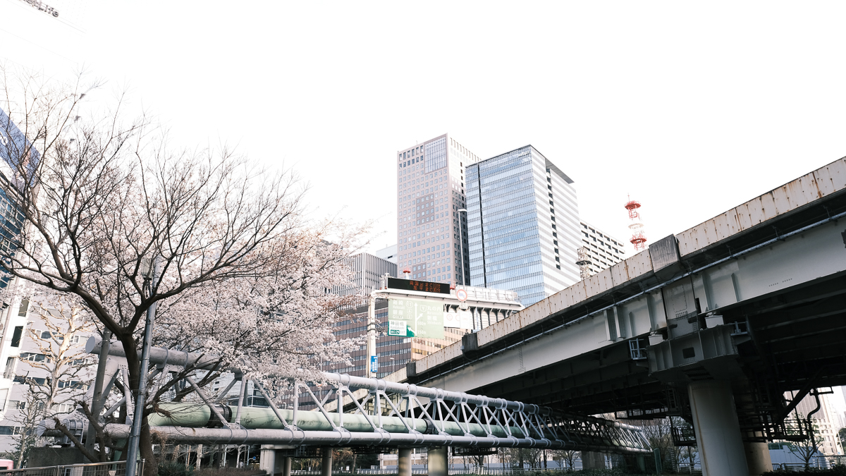 東京　桜　名所　隅田川　下町　散歩　隅田公園　すみだこうえん　押上　すみだリバーウォーク　東京ミズマチ　公園　スポット　花見　日比谷公園　日本橋　日本銀行　日比谷図書館　早稲田　竹橋　大手町　江戸桜通り　清澄白河　浅草寺　蔵前　厩橋 