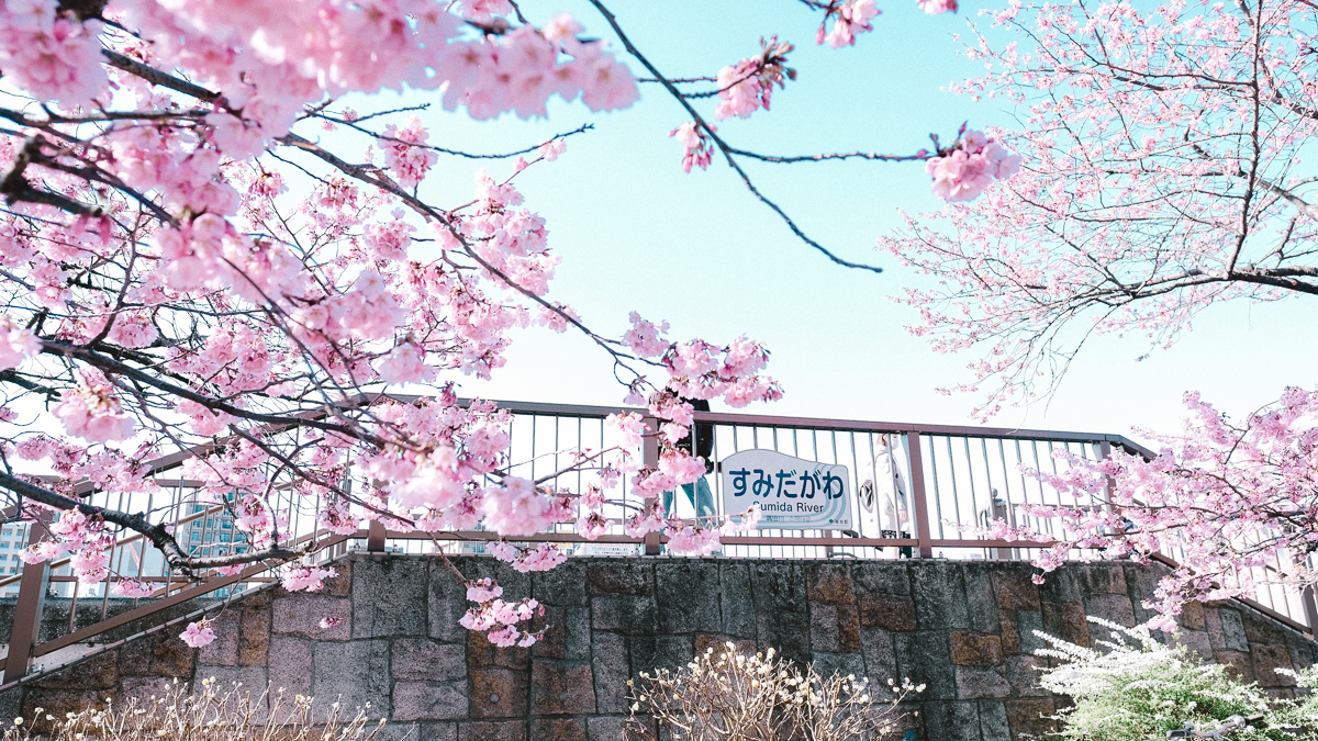 東京　桜　名所　隅田川　下町　散歩　隅田公園　すみだこうえん　押上　すみだリバーウォーク　東京ミズマチ　公園　スポット　花見　日比谷公園　日本橋　日本銀行　日比谷図書館　早稲田　竹橋　大手町　江戸桜通り　清澄白河　浅草寺