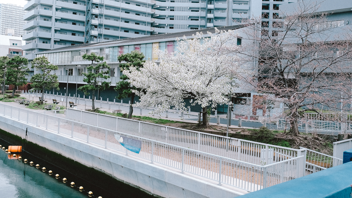 東京　桜　名所　隅田川　下町　散歩　隅田公園　すみだこうえん　押上　すみだリバーウォーク　東京ミズマチ　公園　スポット　花見　日比谷公園　日本橋　日本銀行　日比谷図書館　早稲田　竹橋　大手町　江戸桜通り　清澄白河　浅草寺　蔵前　厩橋