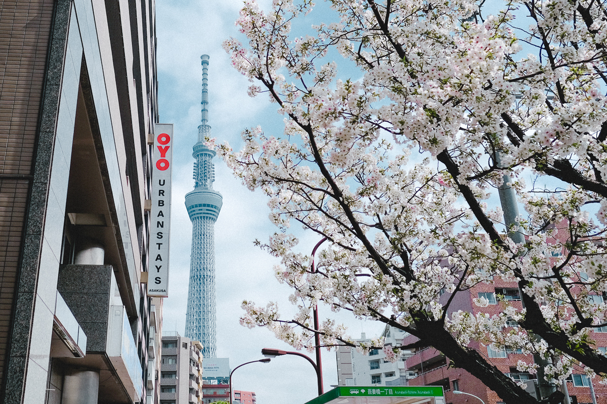 東京　桜　名所　隅田川　下町　散歩　隅田公園　すみだこうえん　押上　すみだリバーウォーク　東京ミズマチ　公園　スポット　花見　日比谷公園　日本橋　日本銀行　日比谷図書館　早稲田　竹橋　大手町　江戸桜通り　清澄白河　浅草寺