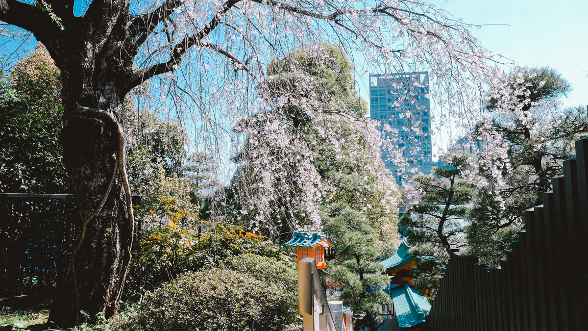 東京　桜　名所　隅田川　下町　散歩　隅田公園　すみだこうえん　押上　すみだリバーウォーク　東京ミズマチ　公園　スポット　花見　日比谷公園　日本橋　日本銀行　日比谷図書館　早稲田　竹橋　大手町　江戸桜通り　清澄白河　浅草寺