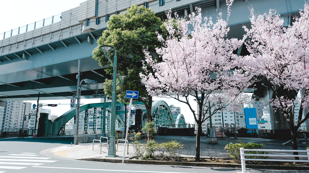 東京　桜　名所　隅田川　下町　散歩　隅田公園　すみだこうえん　押上　すみだリバーウォーク　東京ミズマチ　公園　スポット　花見　日比谷公園　日本橋　日本銀行　日比谷図書館　早稲田　竹橋　大手町　江戸桜通り　清澄白河　浅草寺　蔵前　厩橋