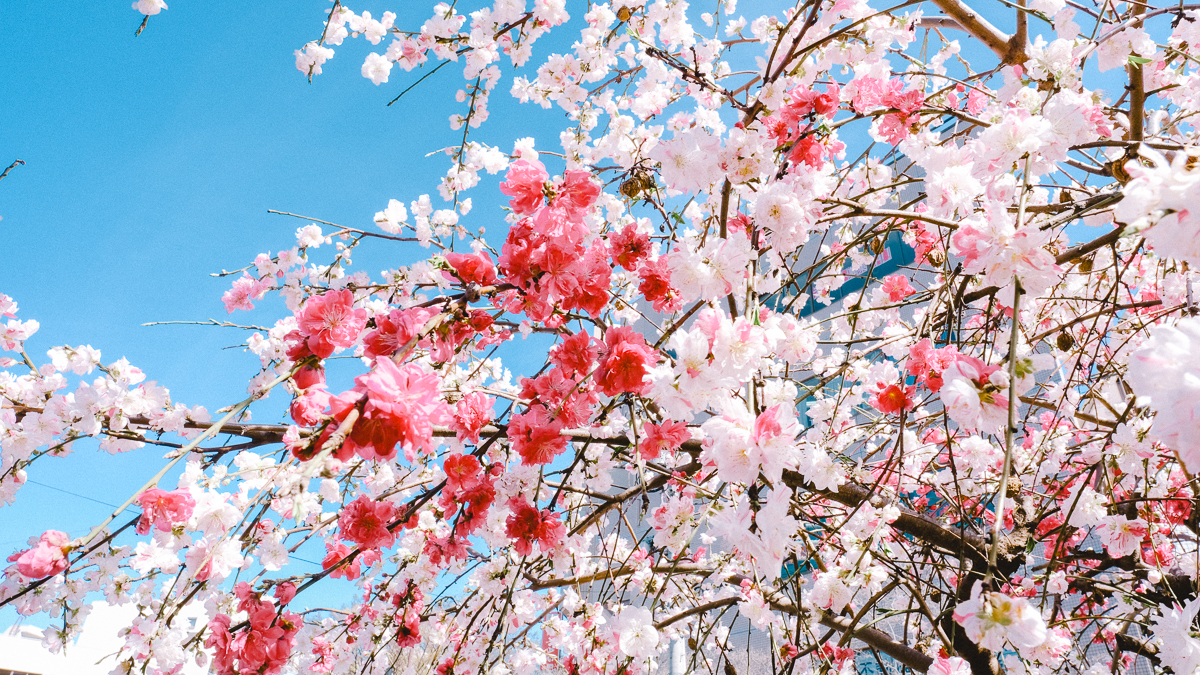 東京　桜　名所　隅田川　下町　散歩　隅田公園　すみだこうえん　押上　すみだリバーウォーク　東京ミズマチ　公園　スポット　花見　日比谷公園　日本橋　日本銀行　日比谷図書館　早稲田　竹橋　大手町　江戸桜通り　清澄白河　浅草寺