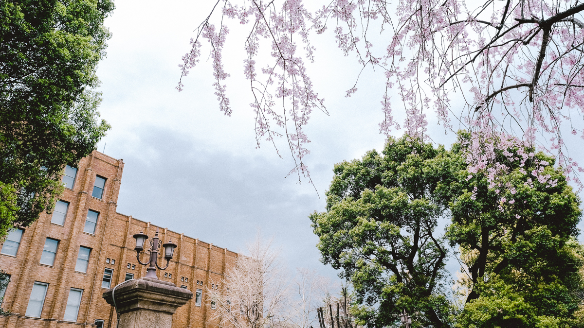 東京　桜　名所　隅田川　下町　散歩　隅田公園　すみだこうえん　押上　すみだリバーウォーク　東京ミズマチ　公園　スポット　花見　日比谷公園　日本橋　日本銀行　日比谷図書館　早稲田　竹橋　大手町　江戸桜通り　清澄白河　浅草寺　蔵前　厩橋