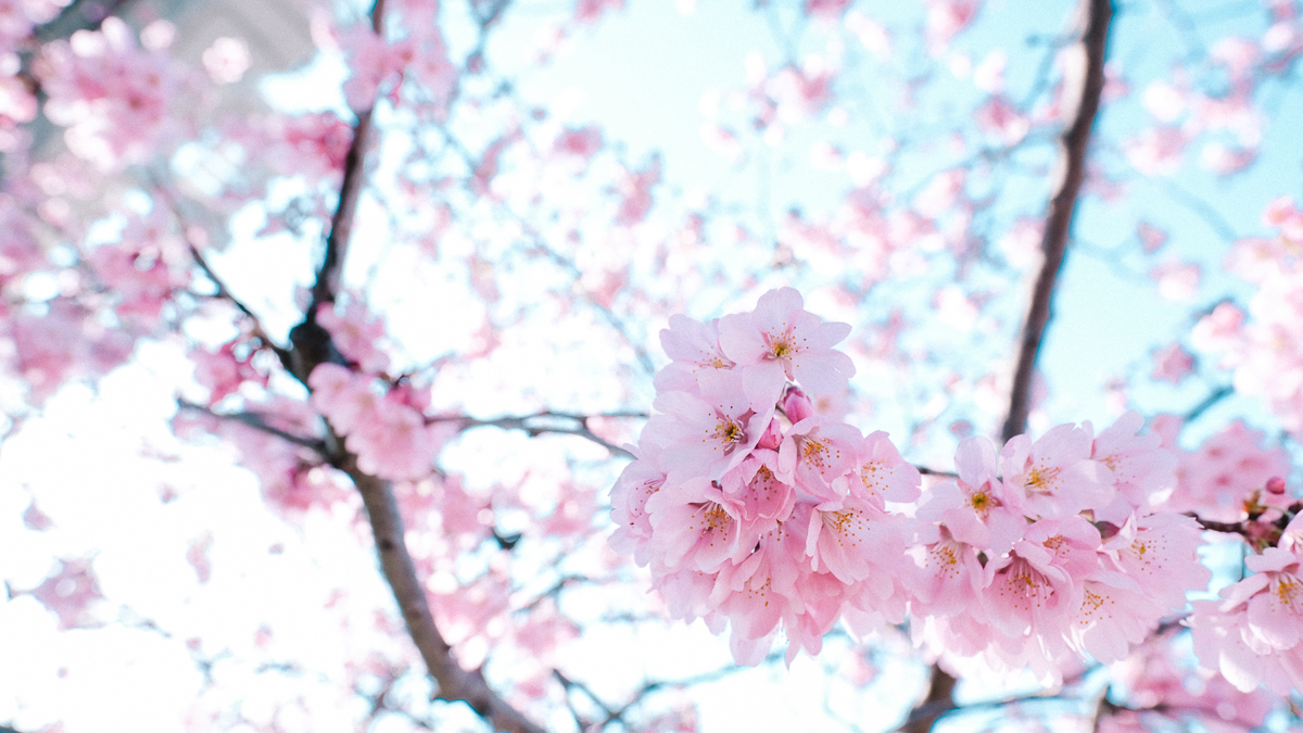 東京　桜　名所　隅田川　下町　散歩　隅田公園　すみだこうえん　押上　すみだリバーウォーク　東京ミズマチ　公園　スポット　花見　日比谷公園　日本橋　日本銀行　日比谷図書館　早稲田　竹橋　大手町　江戸桜通り　清澄白河　浅草寺