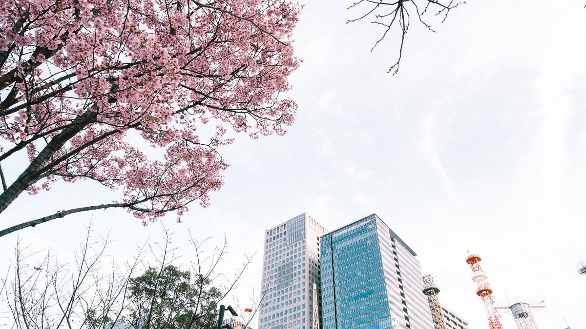 東京　桜　名所　隅田川　下町　散歩　隅田公園　すみだこうえん　押上　すみだリバーウォーク　東京ミズマチ　公園　スポット　花見　日比谷公園　日本橋　日本銀行　日比谷図書館　早稲田　竹橋　大手町　江戸桜通り　清澄白河　浅草寺