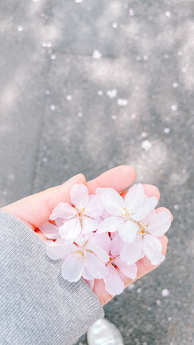 東京　桜　名所　隅田川　下町　散歩　隅田公園　すみだこうえん　押上　すみだリバーウォーク　東京ミズマチ　公園　スポット　花見　日比谷公園　日本橋　日本銀行　日比谷図書館　早稲田　竹橋　大手町　江戸桜通り　清澄白河　浅草寺