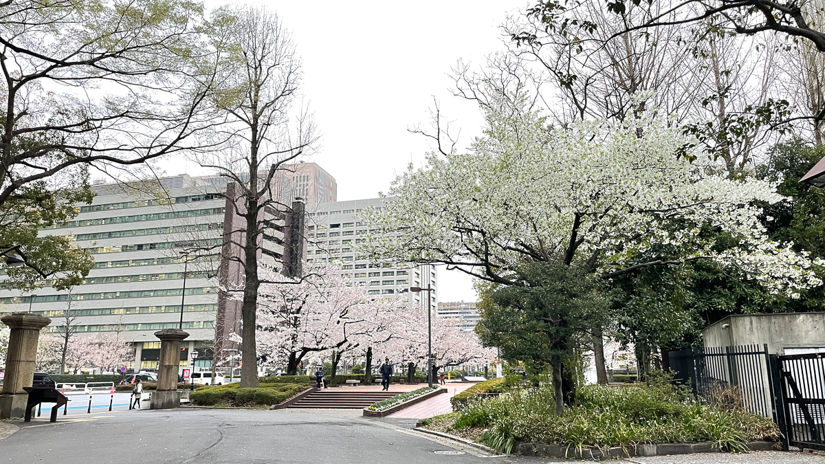 東京　桜　名所　隅田川　下町　散歩　隅田公園　すみだこうえん　押上　すみだリバーウォーク　東京ミズマチ　公園　スポット　花見　日比谷公園　日本橋　日本銀行　日比谷図書館　早稲田　竹橋　大手町　江戸桜通り　清澄白河　浅草寺