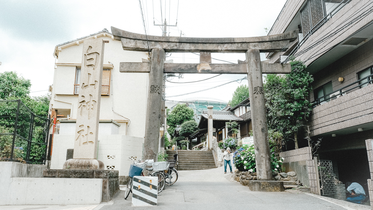 白山神社 白山 神社 季節の花 梅雨 あじさい 紫陽花 文京区 文京あじさいまつり あじさいまつり 東京 名所 6月　行事