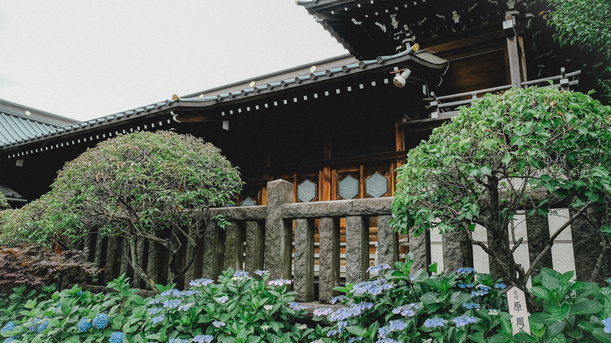 白山神社 白山 神社 季節の花 梅雨 あじさい 紫陽花 文京区 文京あじさいまつり あじさいまつり 東京 名所 6月　行事