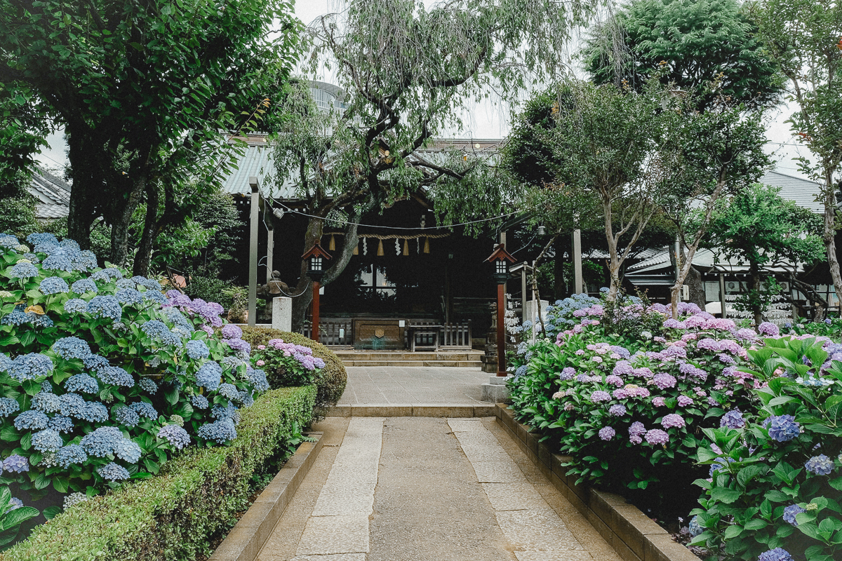 白山神社 白山 神社 季節の花 梅雨 あじさい 紫陽花 文京区 文京あじさいまつり あじさいまつり 東京 名所 6月　行事