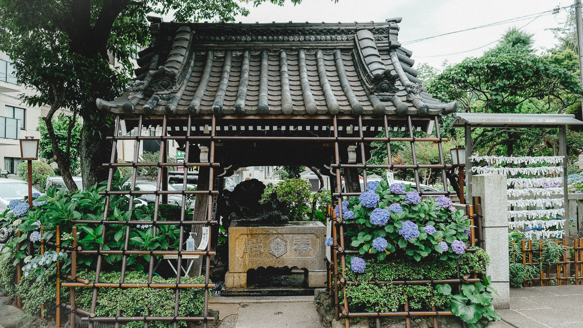 白山神社 白山 神社 季節の花 梅雨 あじさい 紫陽花 文京区 文京あじさいまつり あじさいまつり 東京 名所 6月　行事