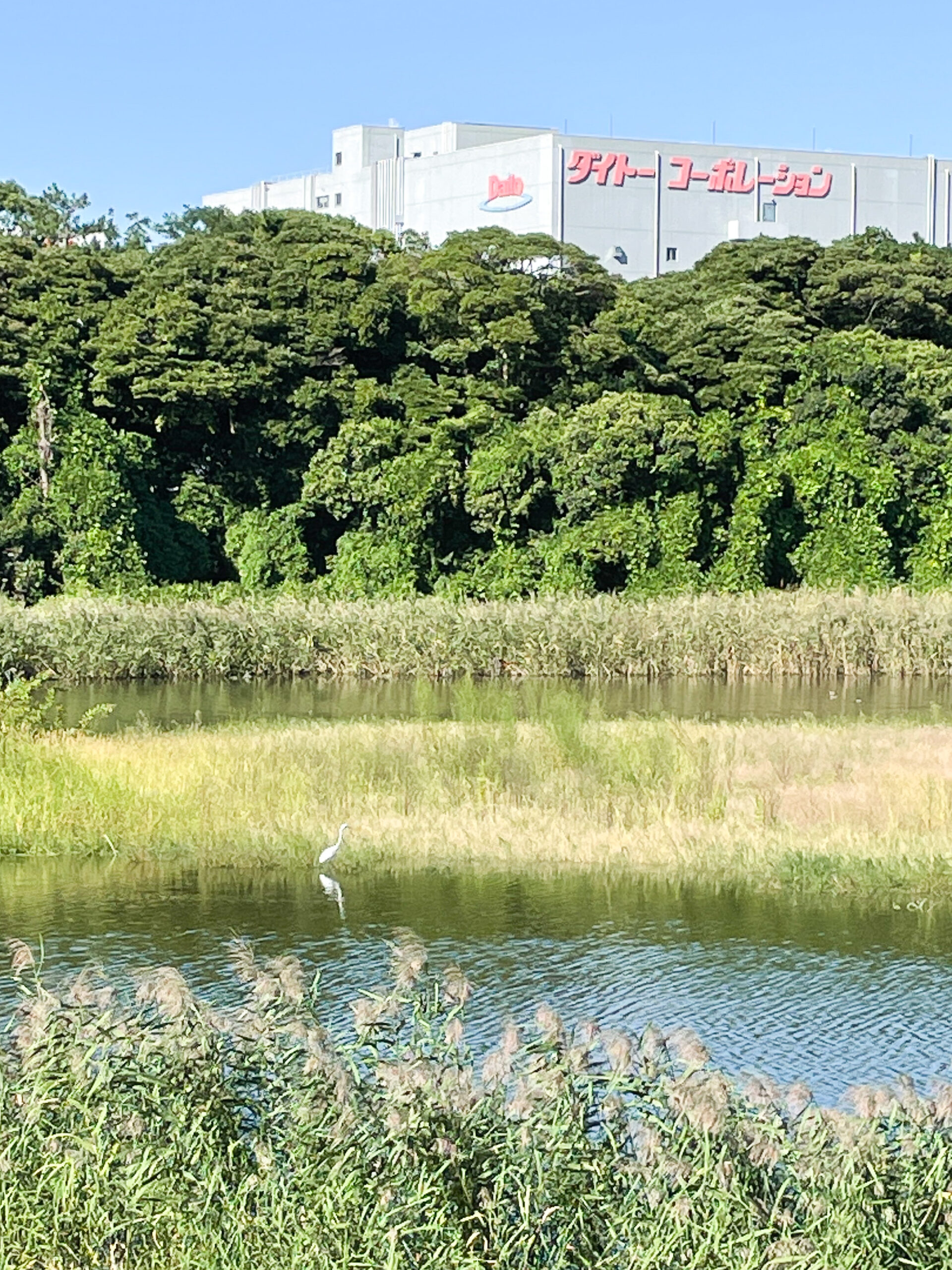 都内　おすすめ　公園　東京港野鳥公園　東京都野鳥公園　大田区　観光　リラックス　野鳥観察　バードウオッチング　落ち着く　自然　東京湾　日本野鳥の会　空が見たい　癒されたい　場所　お出かけ　リフレッシュ　緑　ピクニック　鳥　水鳥　アオサギ　