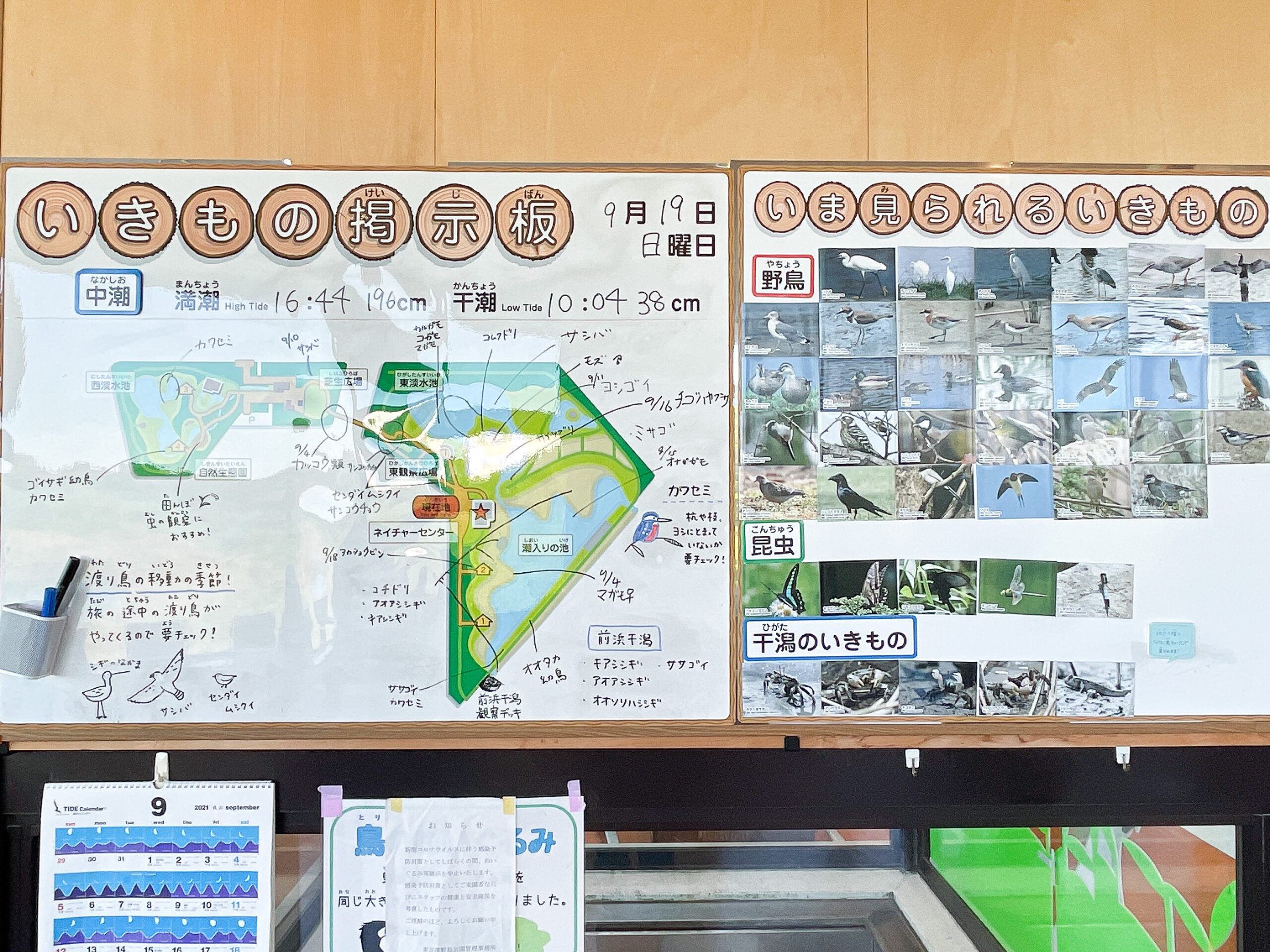 都内　おすすめ　公園　東京港野鳥公園　東京都野鳥公園　大田区　観光　リラックス　野鳥観察　バードウオッチング　落ち着く　自然　東京湾　日本野鳥の会　空が見たい　癒されたい　場所　お出かけ　リフレッシュ　緑　ピクニック　鳥　水鳥　アオサギ　