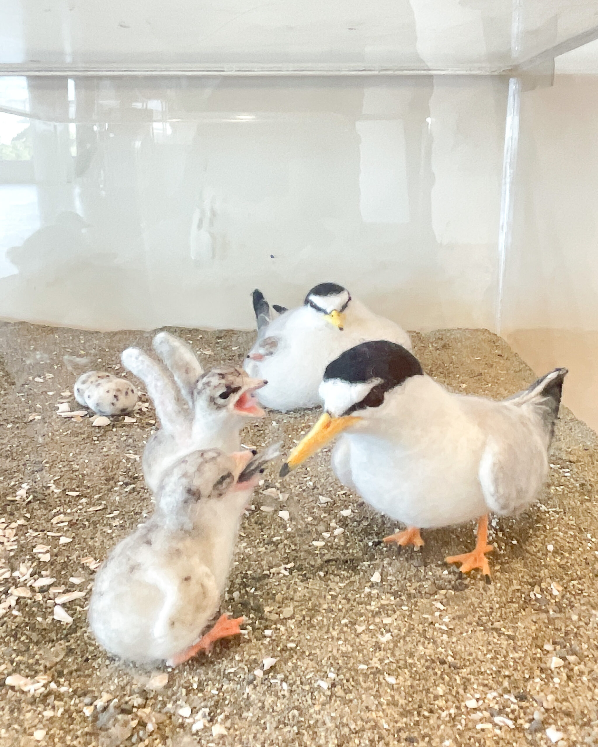 都内　おすすめ　公園　東京港野鳥公園　東京都野鳥公園　大田区　観光　リラックス　野鳥観察　バードウオッチング　落ち着く　自然　東京湾　日本野鳥の会　空が見たい　癒されたい　場所　お出かけ　リフレッシュ　緑　ピクニック　鳥　水鳥　アオサギ　