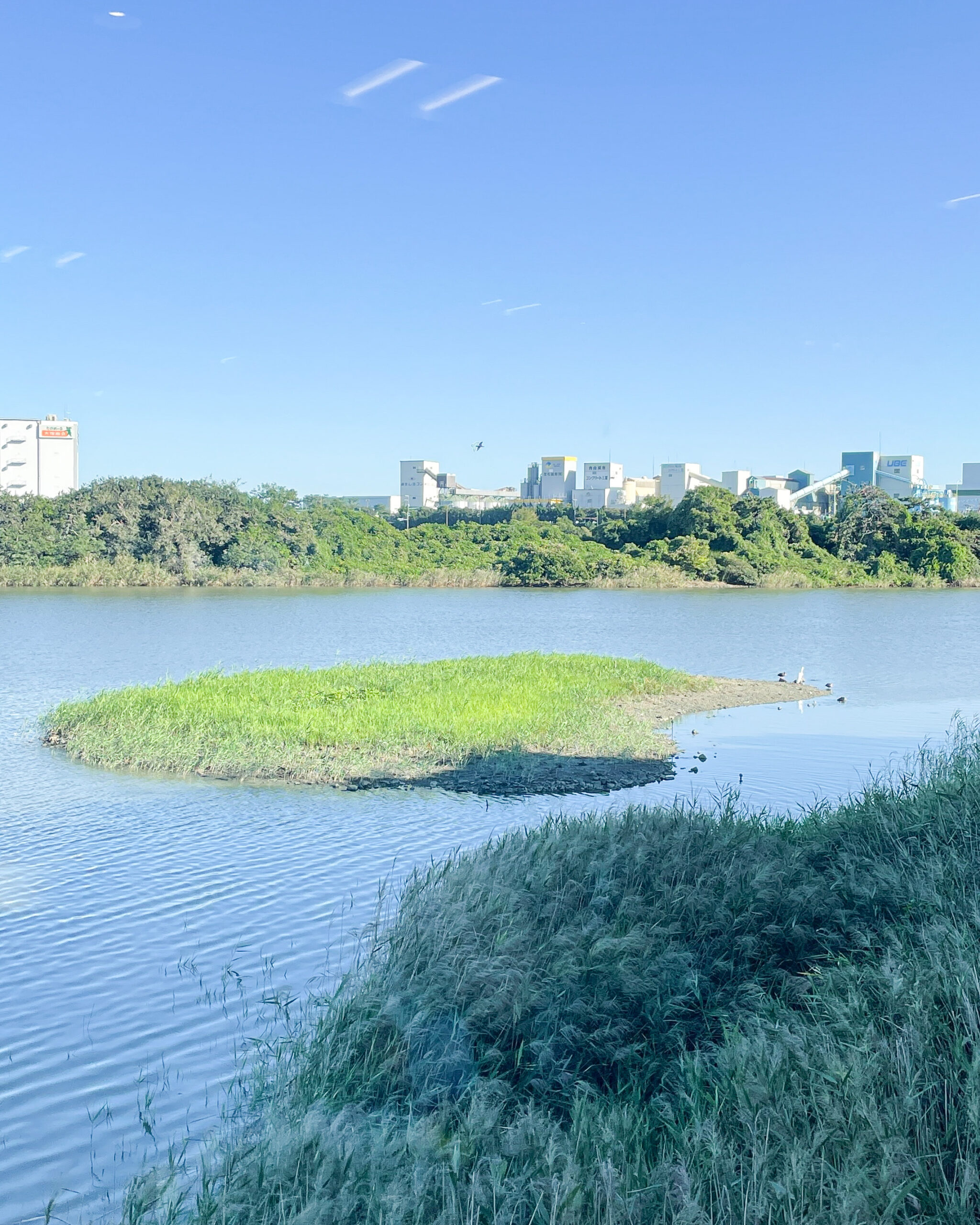 都内　おすすめ　公園　東京港野鳥公園　東京都野鳥公園　大田区　観光　リラックス　野鳥観察　バードウオッチング　落ち着く　自然　東京湾　日本野鳥の会　空が見たい　癒されたい　場所　お出かけ　リフレッシュ　緑　ピクニック　鳥　水鳥　アオサギ　