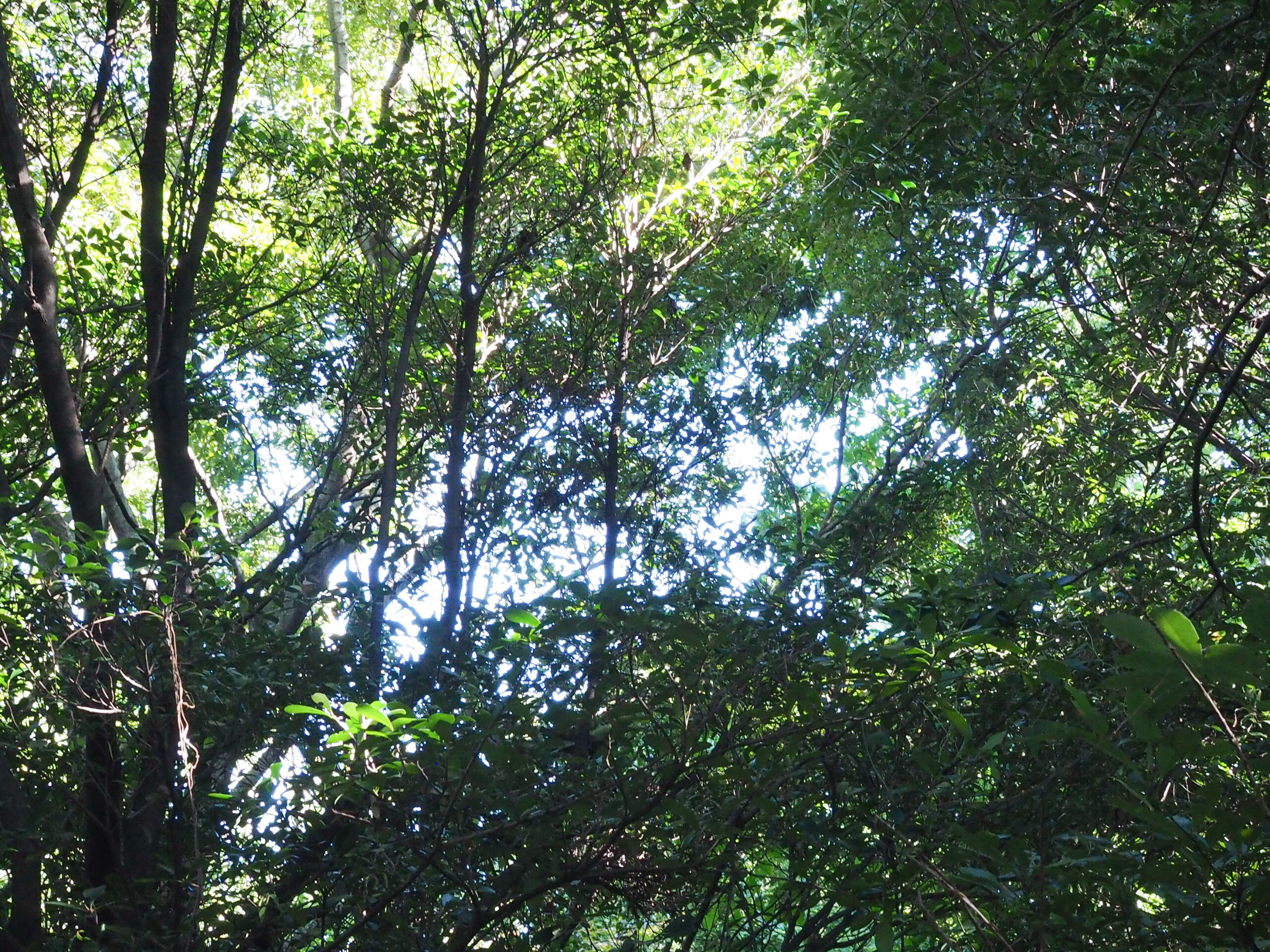 都内　おすすめ　公園　東京港野鳥公園　東京都野鳥公園　大田区　観光　リラックス　野鳥観察　バードウオッチング　落ち着く　自然　東京湾　日本野鳥の会　空が見たい　癒されたい　場所　お出かけ　リフレッシュ　緑　ピクニック　鳥　水鳥　アオサギ　