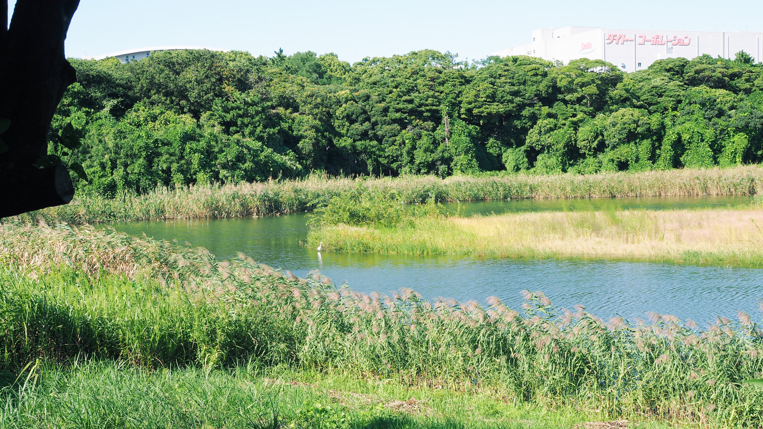 都内　おすすめ　公園　東京港野鳥公園　東京都野鳥公園　大田区　観光　リラックス　野鳥観察　バードウオッチング　落ち着く　自然　東京湾　日本野鳥の会　空が見たい　癒されたい　場所　お出かけ　リフレッシュ　緑　ピクニック　鳥　水鳥　アオサギ　