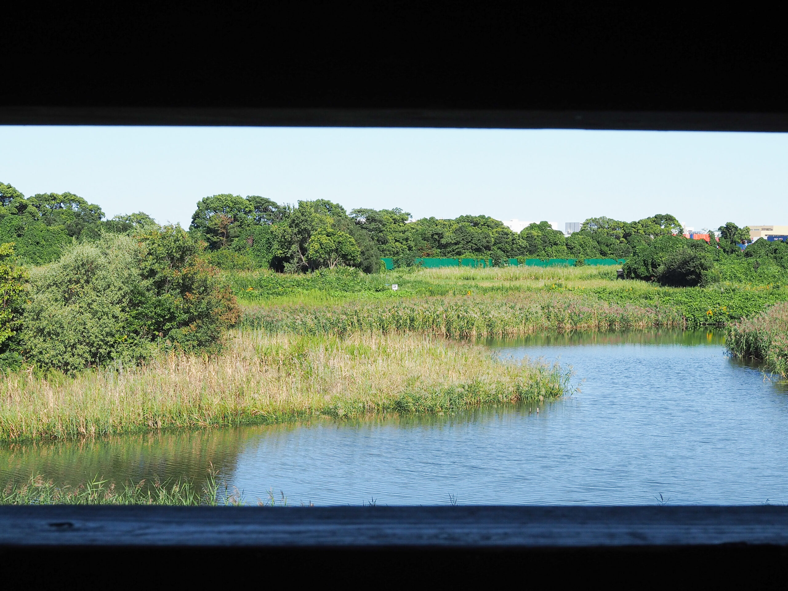 都内　おすすめ　公園　東京港野鳥公園　東京都野鳥公園　大田区　観光　リラックス　野鳥観察　バードウオッチング　落ち着く　自然　東京湾　日本野鳥の会　空が見たい　癒されたい　場所　お出かけ　リフレッシュ　緑　ピクニック　鳥　水鳥　アオサギ　