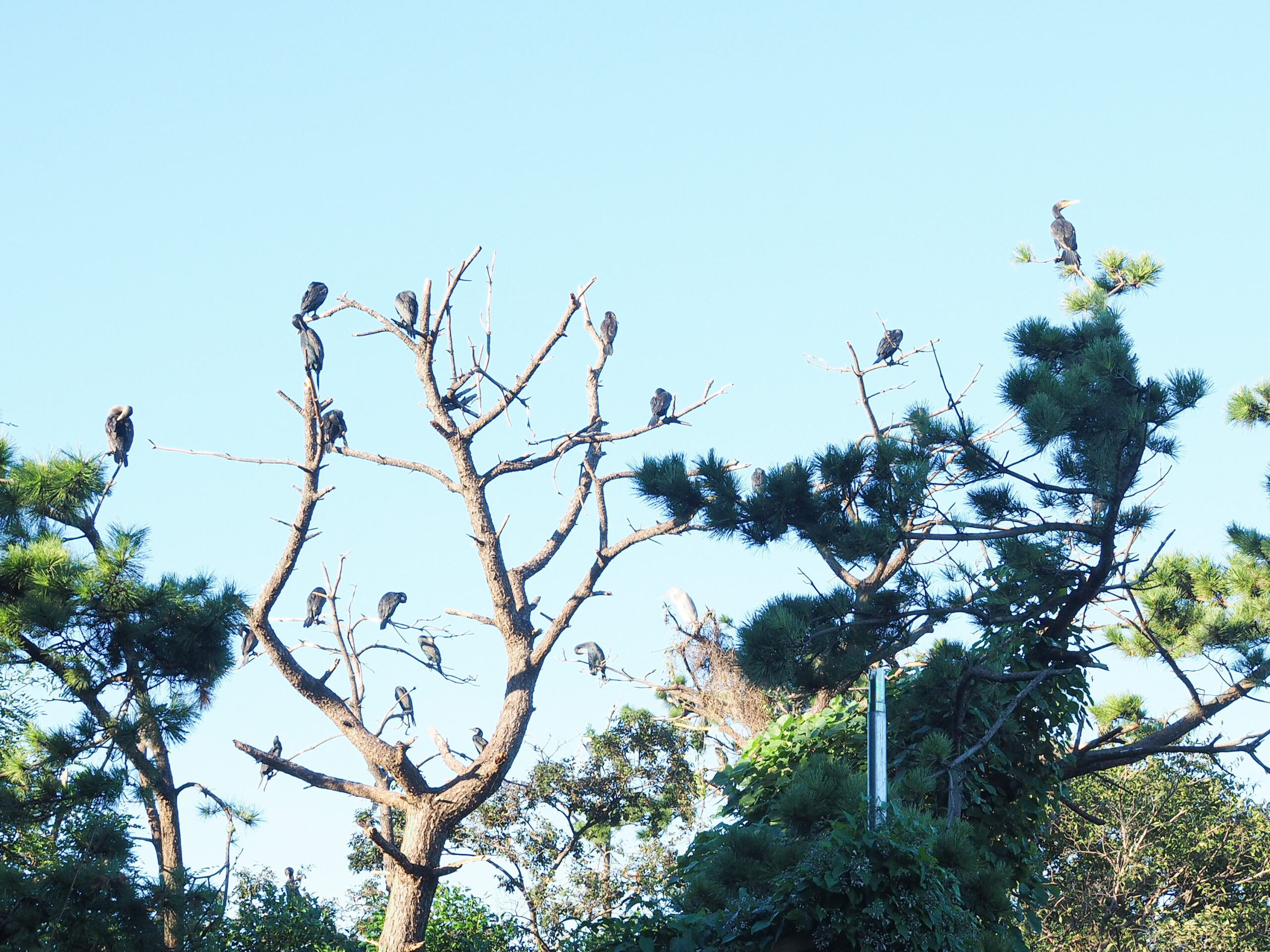 都内　おすすめ　公園　東京港野鳥公園　東京都野鳥公園　大田区　観光　リラックス　野鳥観察　バードウオッチング　落ち着く　自然　東京湾　日本野鳥の会　空が見たい　癒されたい　場所　お出かけ　リフレッシュ　緑　ピクニック　鳥　水鳥　アオサギ　