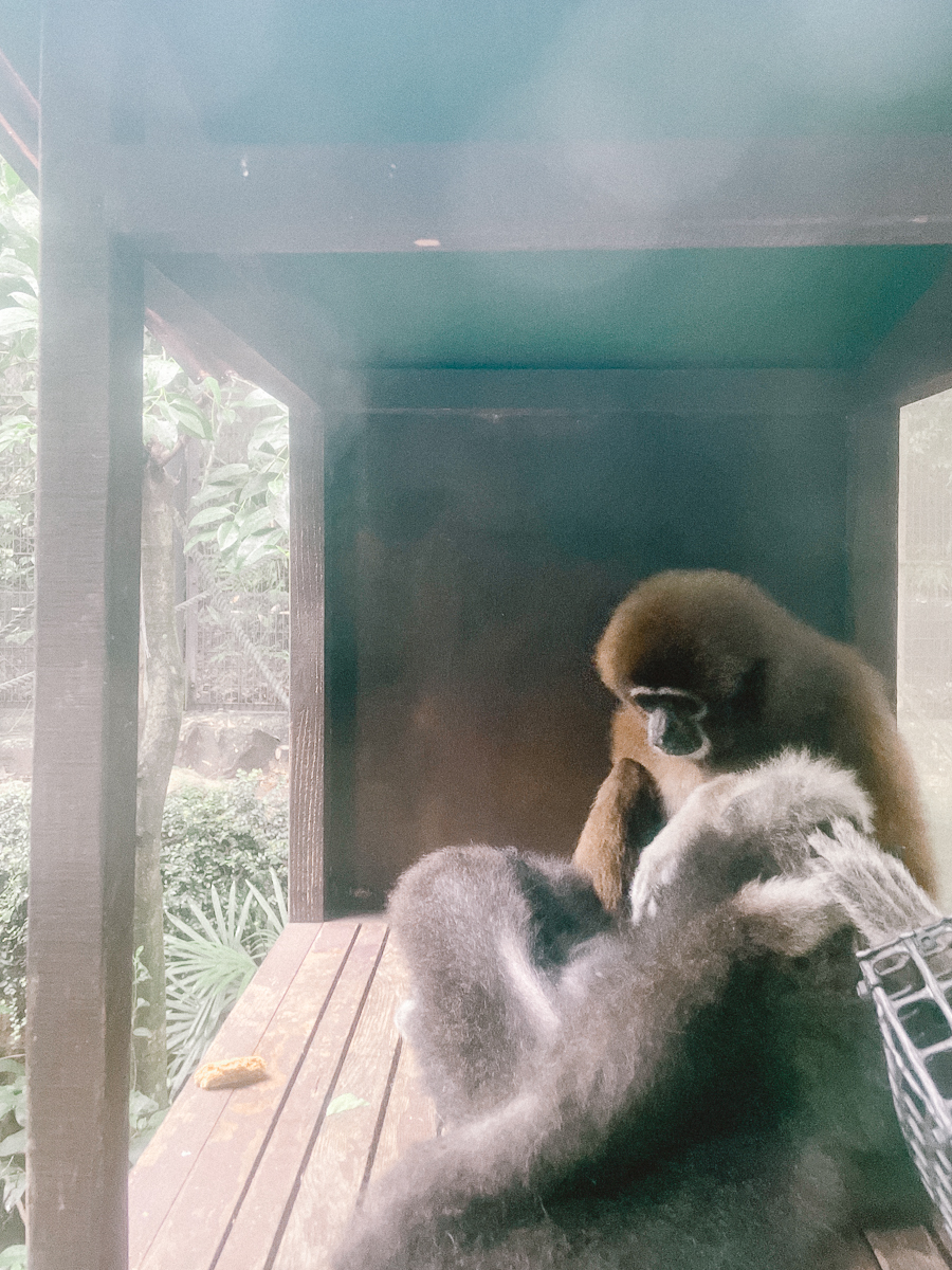 上野動物園　パンダ　整理券　予約　入場方法　ひとり　下町散歩 下町さんぽ 東京観光　おすすめ　動物園　上野公園　動物　上野　台東区　観光　レッサーパンダ