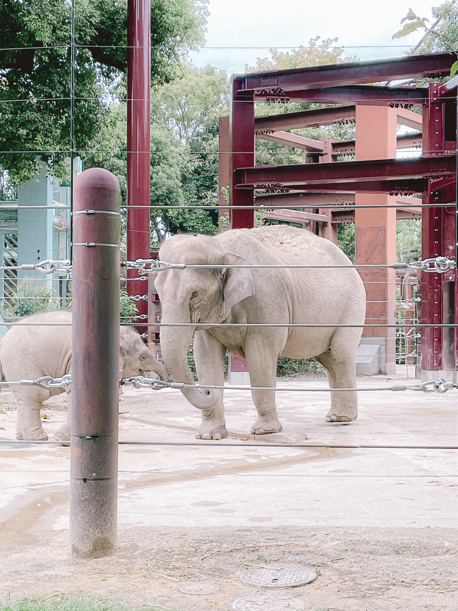 上野動物園　パンダ　整理券　予約　入場方法　ひとり　下町散歩 下町さんぽ 東京観光　おすすめ　動物園　上野公園　動物　上野　台東区　観光　レッサーパンダ