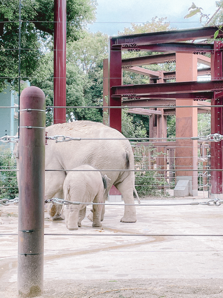 上野動物園　パンダ　整理券　予約　入場方法　ひとり　下町散歩 下町さんぽ 東京観光　おすすめ　動物園　上野公園　動物　上野　台東区　観光　レッサーパンダ